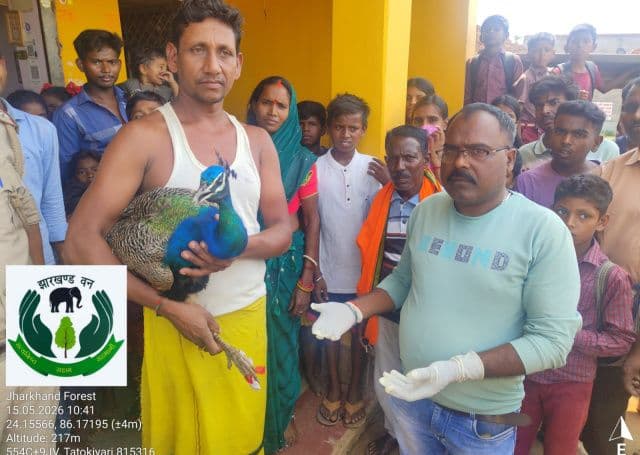 ग्रामीणों की सतर्कता और वन विभाग की तत्परता से बची राष्ट्रीय पक्षी मोर की जान