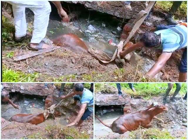 आदित्यपुर में शौचालय की टंकी में गिरी गाय, पार्षद नीतू शर्मा की पहल पर निगम टीम ने किया रेस्क्यू